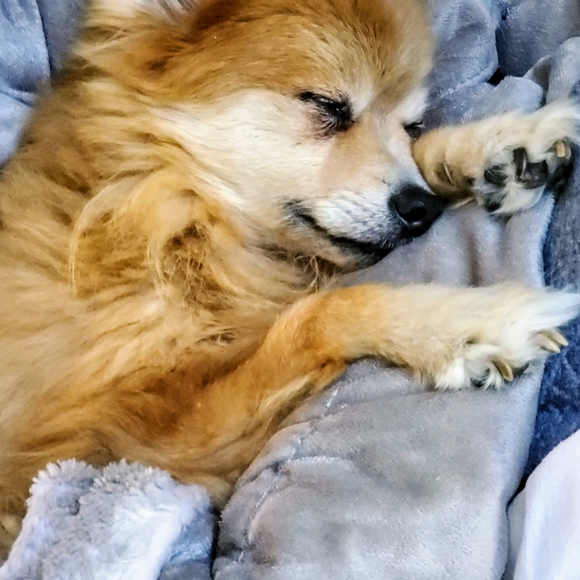 Loki LittleBear 2006-2020 (RSVP delayed shipments) - Picture 14 of 14